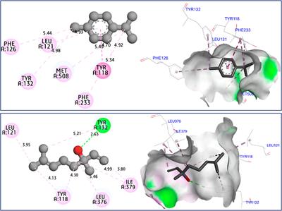 Coriandrum sativum L., essential oil as a promising source of bioactive compounds with GC/MS, antioxidant, antimicrobial activities: in vitro and in silico predictions